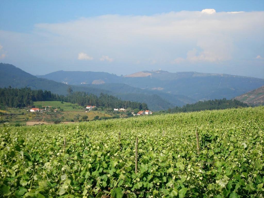 Willa Quinta Do Cerquito Ferreira do Zêzere Zewnętrze zdjęcie