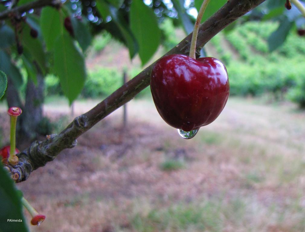 Willa Quinta Do Cerquito Ferreira do Zêzere Zewnętrze zdjęcie