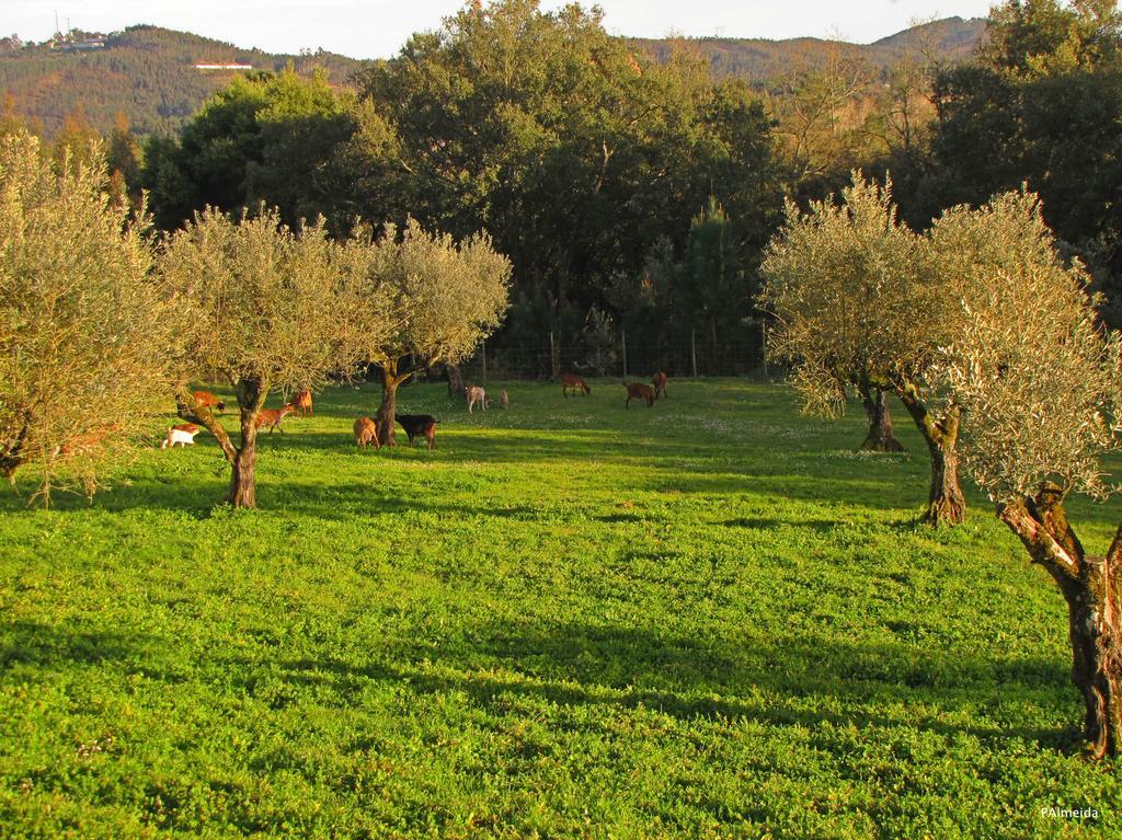 Willa Quinta Do Cerquito Ferreira do Zêzere Zewnętrze zdjęcie