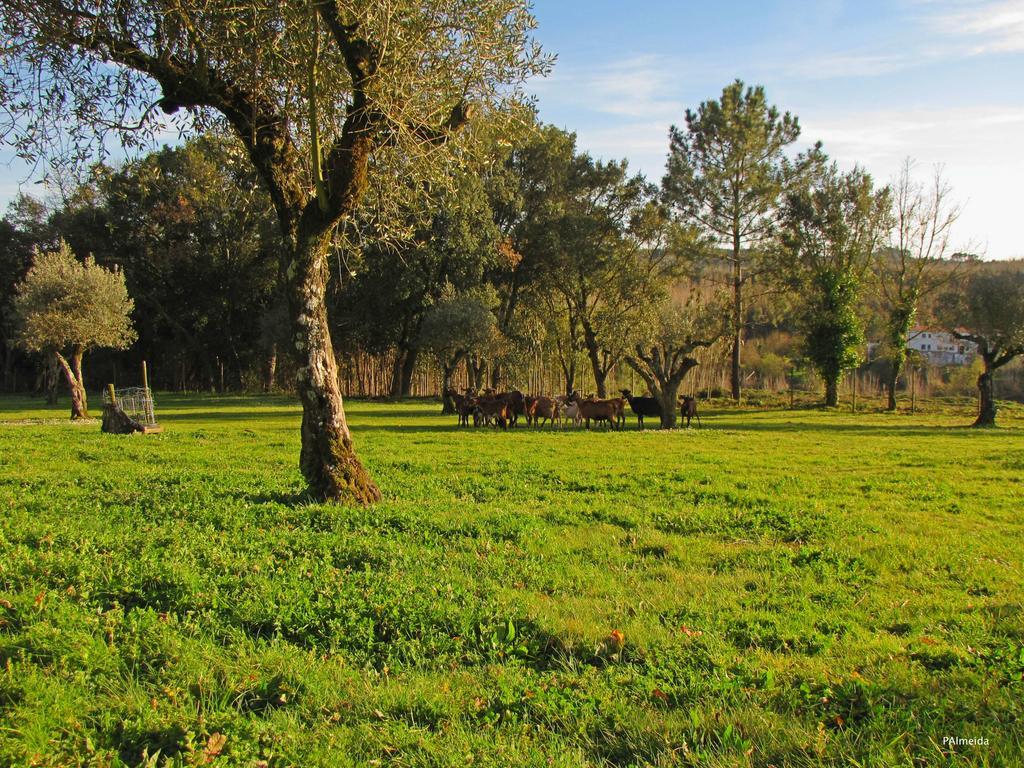 Willa Quinta Do Cerquito Ferreira do Zêzere Zewnętrze zdjęcie