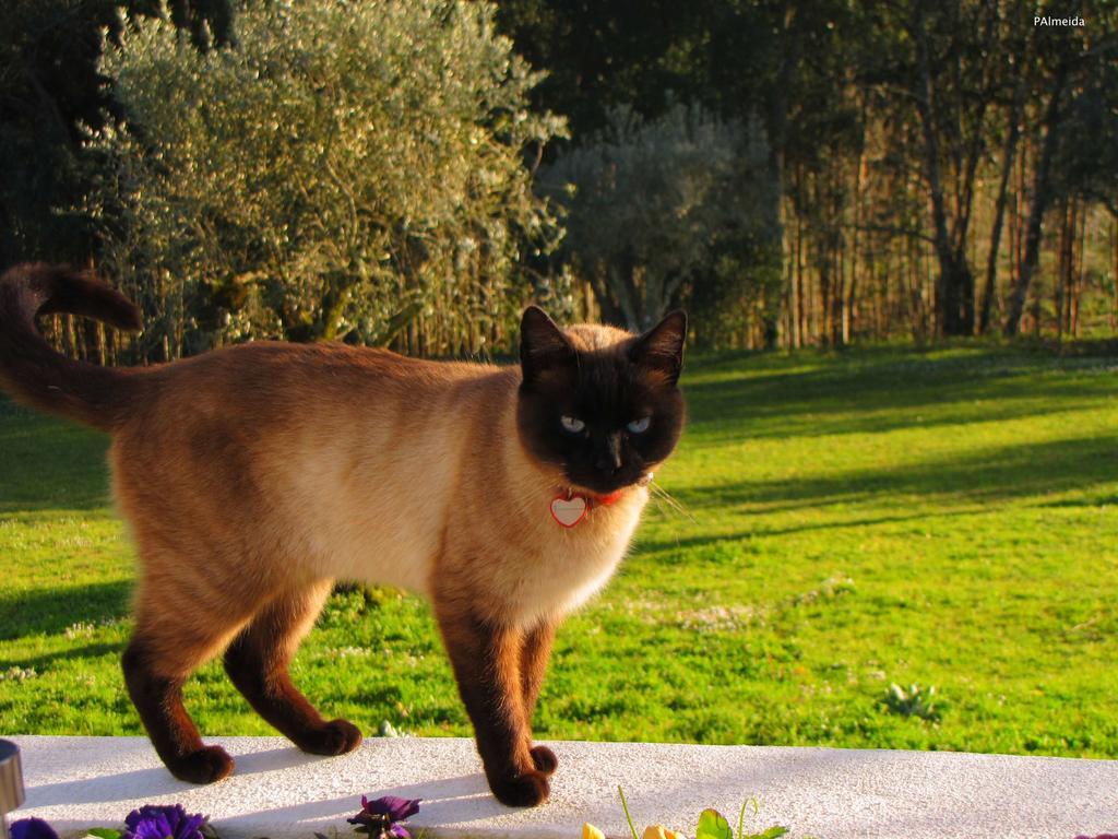 Willa Quinta Do Cerquito Ferreira do Zêzere Zewnętrze zdjęcie