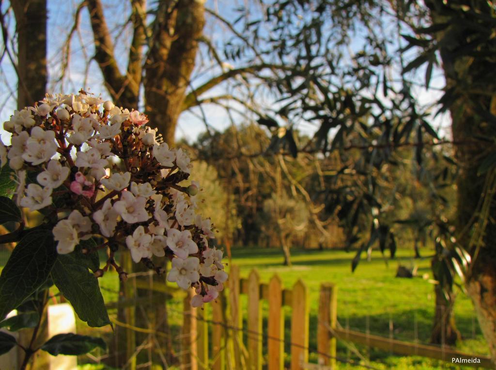 Willa Quinta Do Cerquito Ferreira do Zêzere Zewnętrze zdjęcie