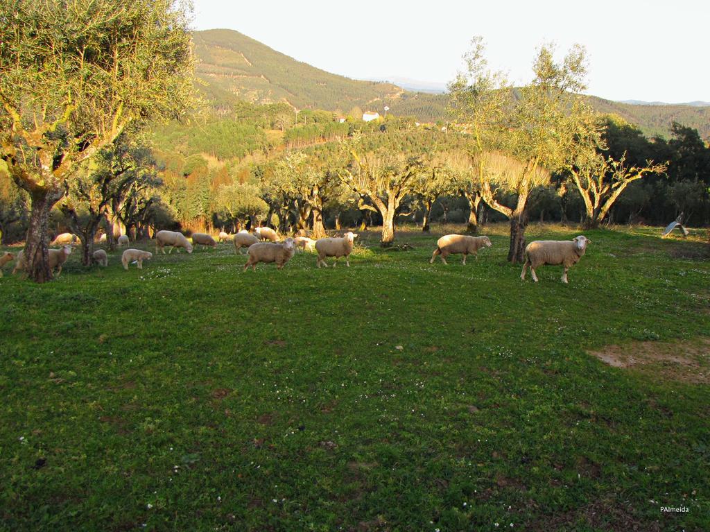 Willa Quinta Do Cerquito Ferreira do Zêzere Zewnętrze zdjęcie
