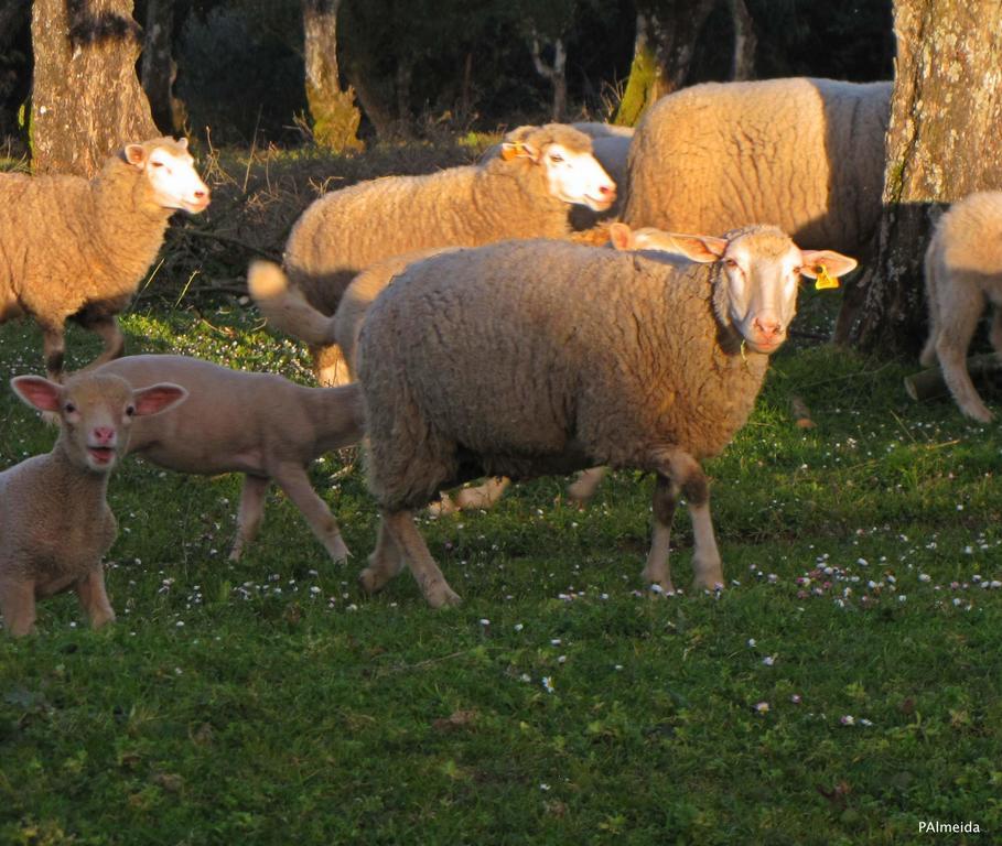 Willa Quinta Do Cerquito Ferreira do Zêzere Zewnętrze zdjęcie