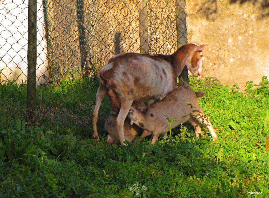 Willa Quinta Do Cerquito Ferreira do Zêzere Zewnętrze zdjęcie