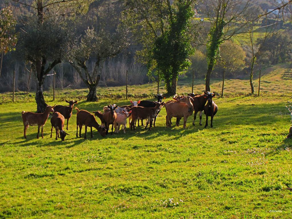 Willa Quinta Do Cerquito Ferreira do Zêzere Zewnętrze zdjęcie