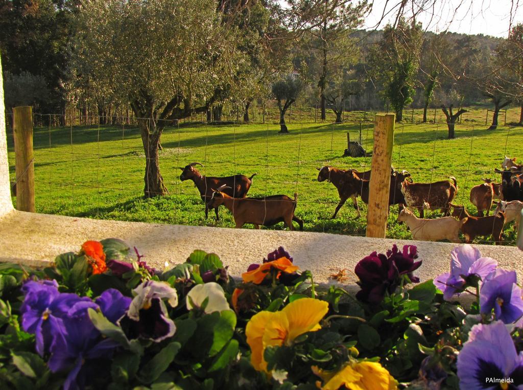 Willa Quinta Do Cerquito Ferreira do Zêzere Zewnętrze zdjęcie